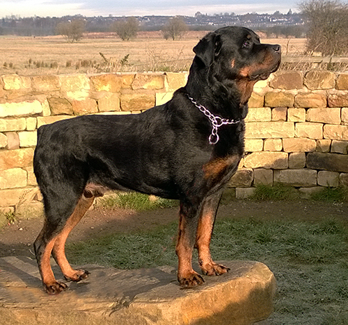 darcy